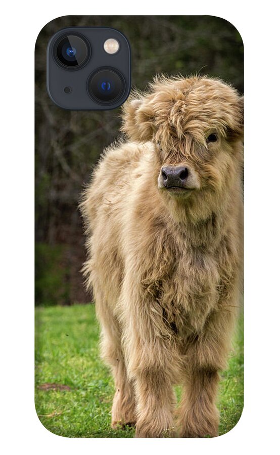 Calf iPhone 13 Case featuring the photograph Highland Calf by Holly Ross