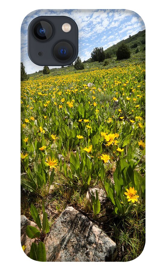 Flower iPhone 13 Case featuring the photograph Hills of Yellow Flowers by Brett Pelletier
