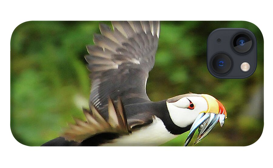 Puffin iPhone 13 Case featuring the photograph Horned Puffin by Ted Keller