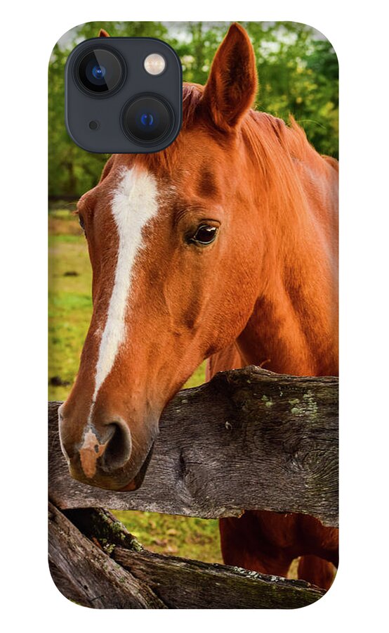 Horse iPhone 13 Case featuring the photograph Horse Friends by Nicole Lloyd