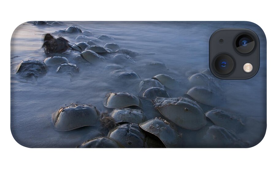 00476977 iPhone 13 Case featuring the photograph Horseshoe Crabs Crawling Ashore Delaware by Piotr Naskrecki
