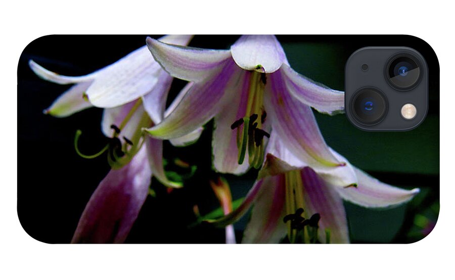 Purple Blossoms iPhone 13 Case featuring the photograph Hostas Blossoms by Linda Stern