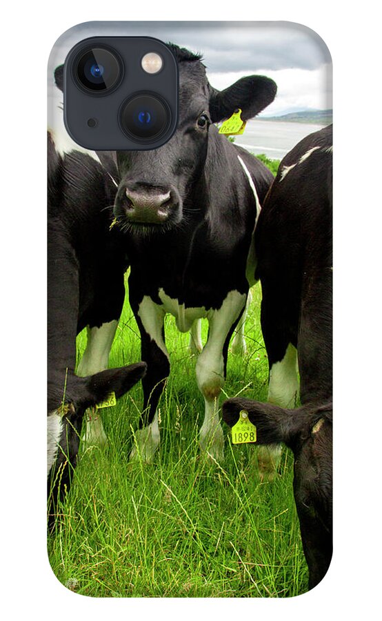 Cattle iPhone 13 Case featuring the photograph How're Ye by Mark Callanan