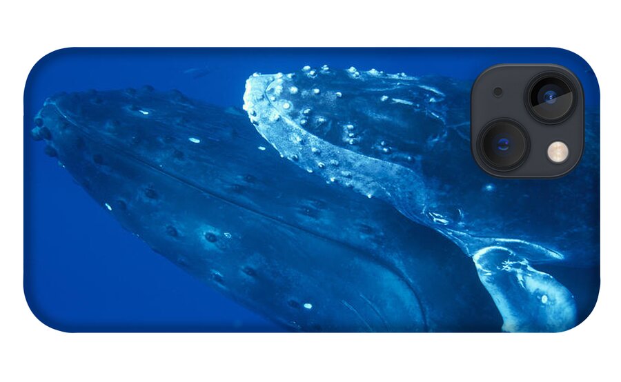 00128644 iPhone 13 Case featuring the photograph Humpback Whale Calf Riding Atop Cow by Flip Nicklin