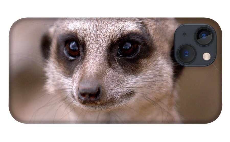 Animal. Meerkat iPhone 13 Case featuring the photograph Im Watching You by Baggieoldboy