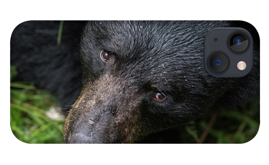 Black Bear iPhone 13 Case featuring the photograph Im Watching you by David Kirby