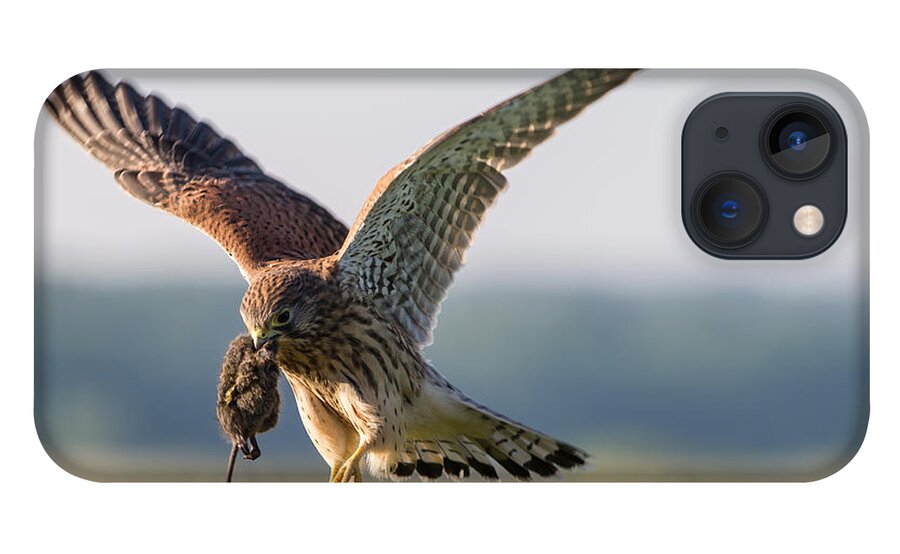 In The Kestrel's Beak iPhone 13 Case featuring the photograph In the Kestrel's Beak by Torbjorn Swenelius