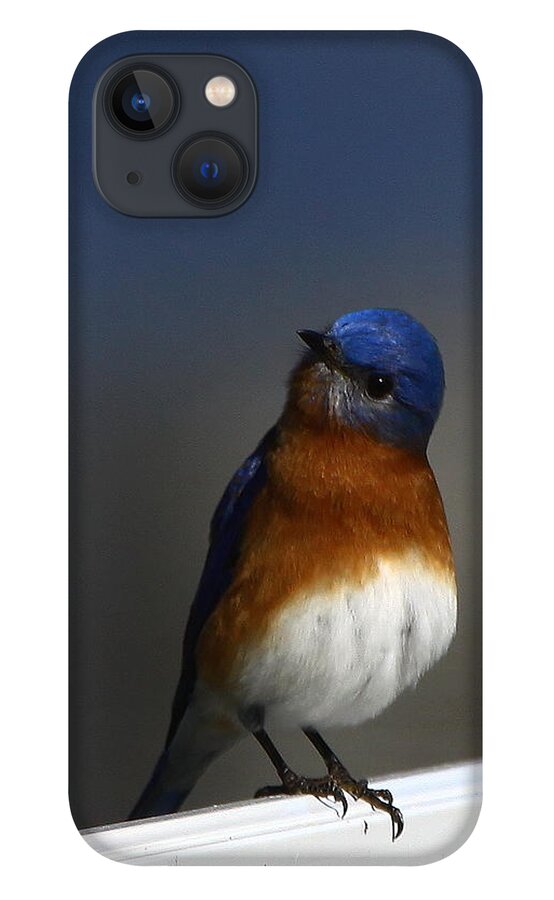 Eastern Bluebird iPhone 13 Case featuring the photograph Inquisitive Bluebird by Barbara Bowen