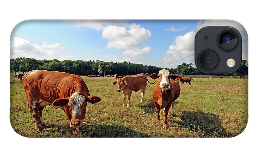 Inquisitive iPhone 13 Case featuring the photograph Inquisitive Cattle by Ted Keller