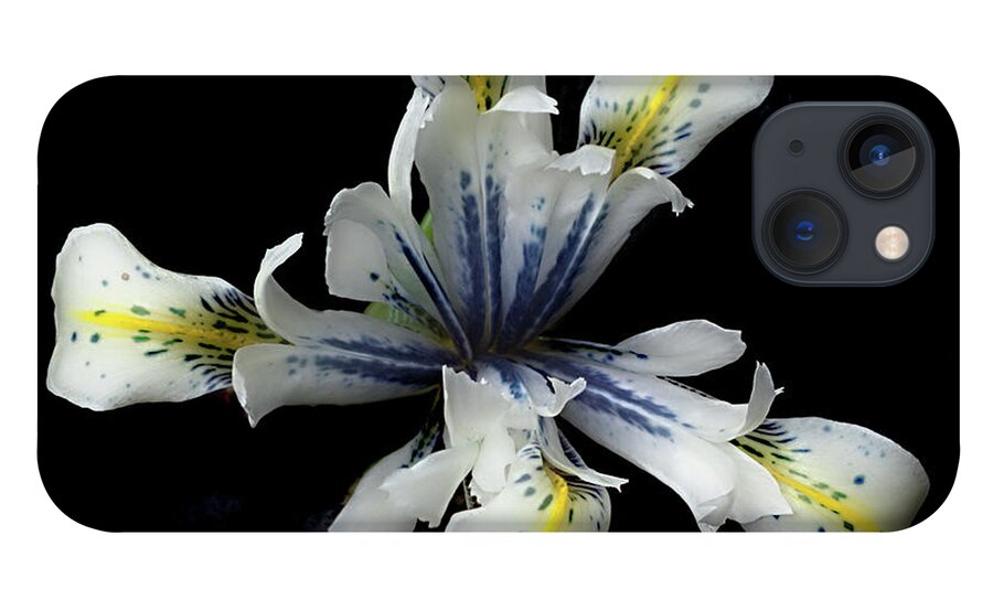 Flower iPhone 13 Case featuring the photograph Iris Reticulata 'Eye Catcher by Ann Jacobson