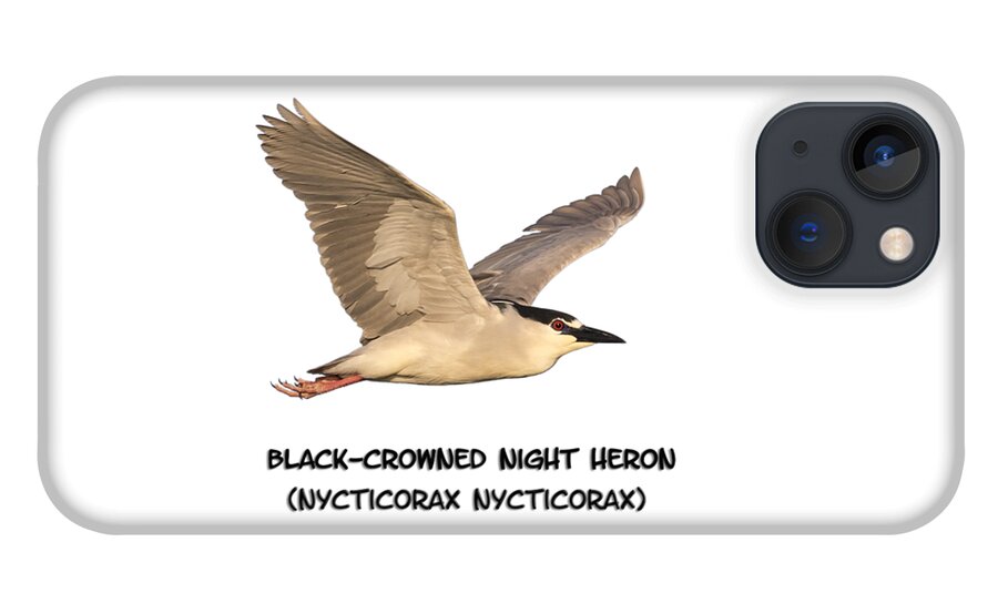 Black-crowned Night Heron iPhone 13 Case featuring the photograph Isolated Black-crowned Night Heron 2017-6 by Thomas Young
