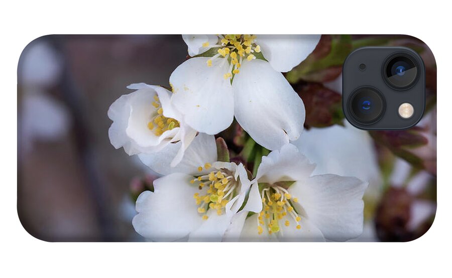 Japanese iPhone 13 Case featuring the photograph Japanese Cherry Blooms by Cynthia Wolfe