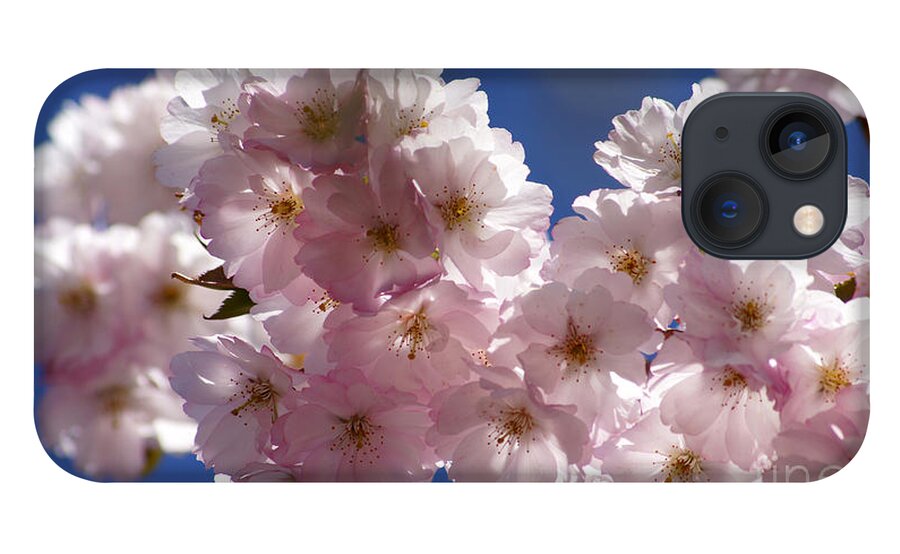 Japanese iPhone 13 Case featuring the photograph Japanese flowering cherry Prunus serrulata by Eva-Maria Di Bella