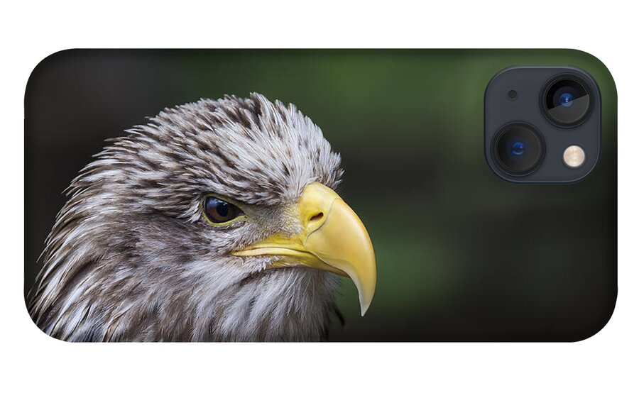 Animal iPhone 13 Case featuring the photograph Juvenile Bald Eagle by Andrea Silies