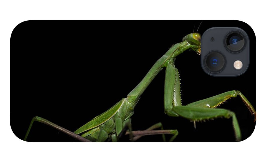 Insects iPhone 13 Case featuring the photograph Katydid in Black by Wendy Carrington