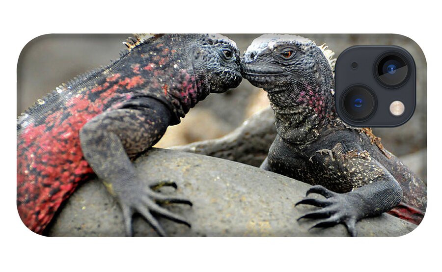 Iguana iPhone 13 Case featuring the photograph Kissing Iguanas by Ted Keller