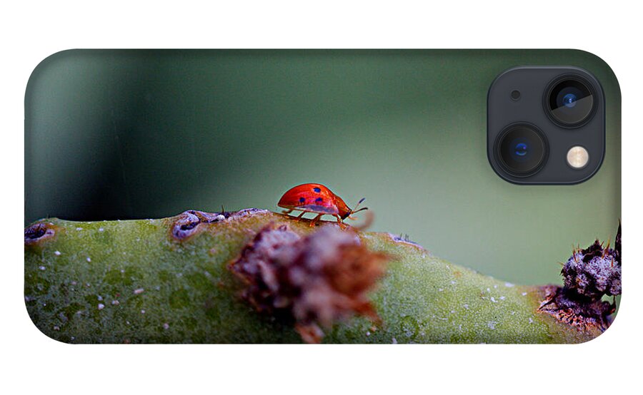James Smullins iPhone 13 Case featuring the photograph Ladybug on Prickly pear cactus by James Smullins