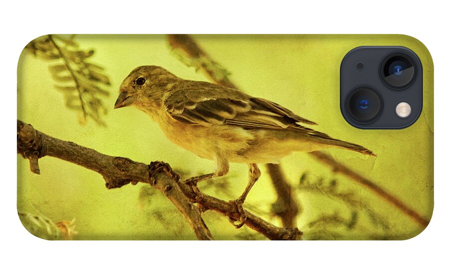 Lesser Goldfinch iPhone 13 Case featuring the photograph Lesser Goldfinch on Acacia Limb txt by Theo O'Connor
