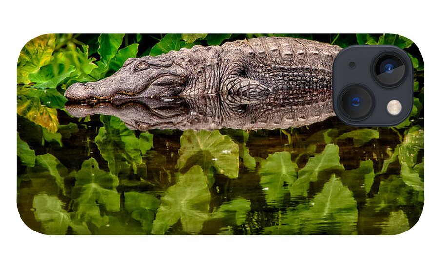 Alligator iPhone 13 Case featuring the photograph Let Sleeping Gators Lie by Christopher Holmes