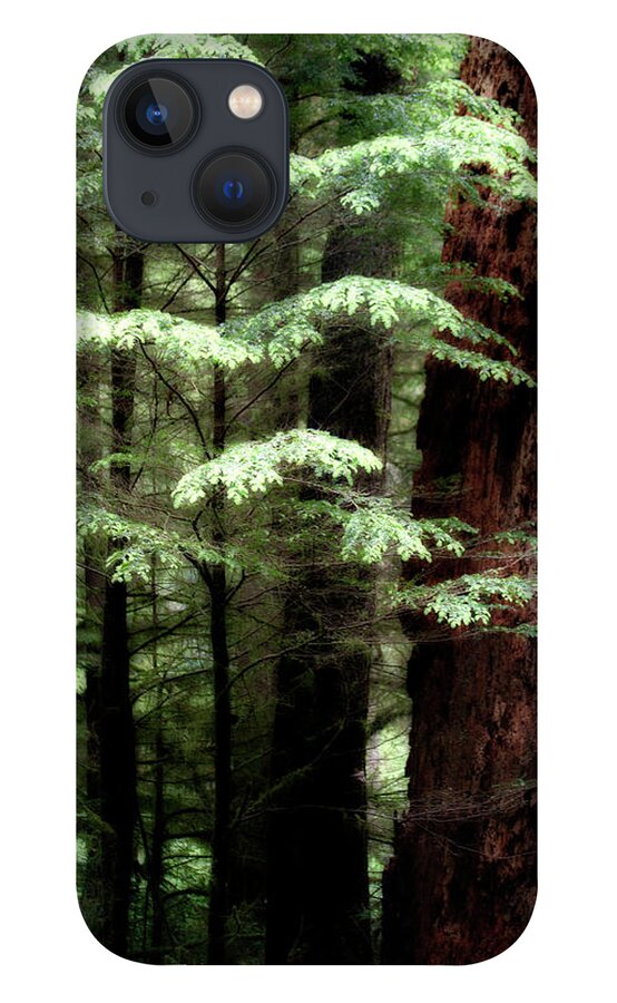 Trees iPhone 13 Case featuring the photograph Light on Trees by David Chasey