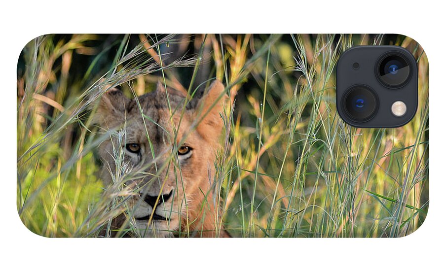 Lion iPhone 13 Case featuring the photograph Lion warily watching by Gaelyn Olmsted
