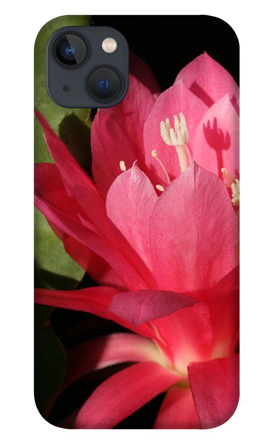 Cactus iPhone 13 Case featuring the photograph Little Ballerina by Tammy Pool