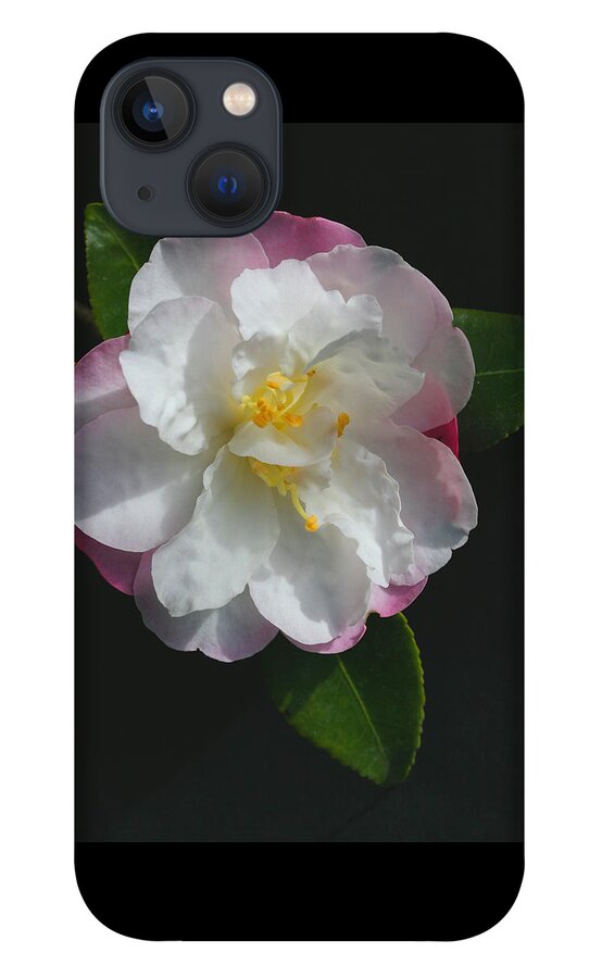 Little Pearl Camellia iPhone 13 Case featuring the photograph Little Pearl Camellia by Tammy Pool