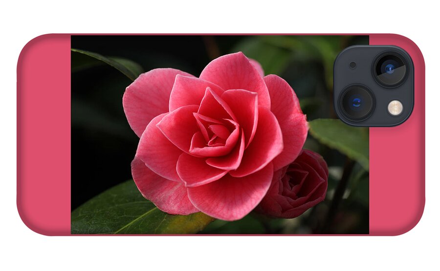 Camellia iPhone 13 Case featuring the photograph Little Ruby by Tammy Pool