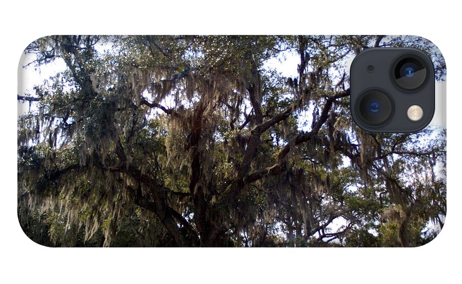 Landscape iPhone 13 Case featuring the photograph Live Oak by Jean Wolfrum