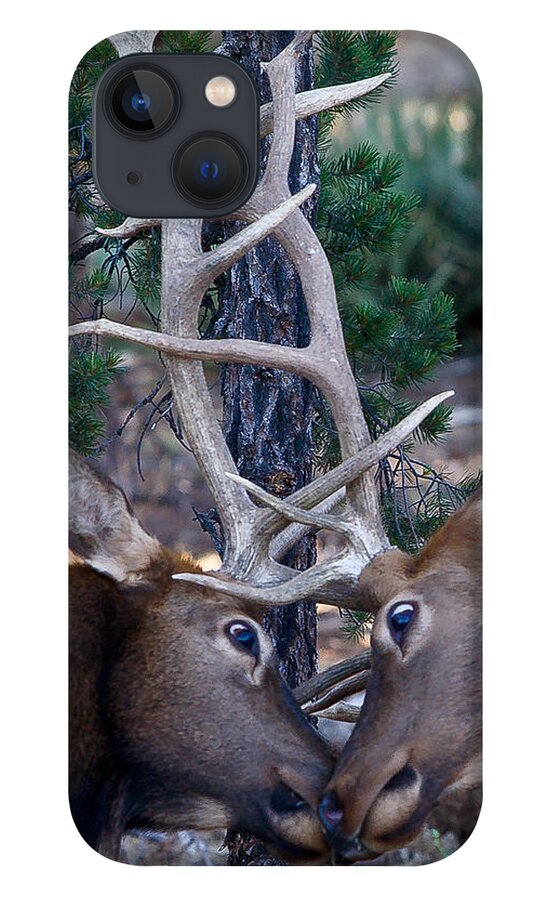 Animals iPhone 13 Case featuring the photograph Locking Horns - well Antlers by Rikk Flohr