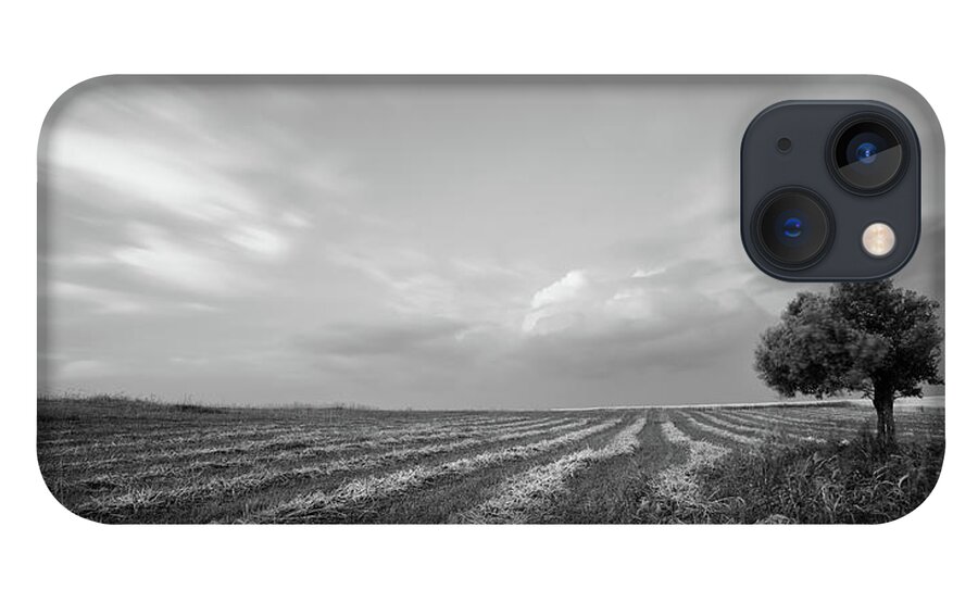 Olive Tree iPhone 13 Case featuring the photograph Lonely Olive tree in the field. #1 by Michalakis Ppalis