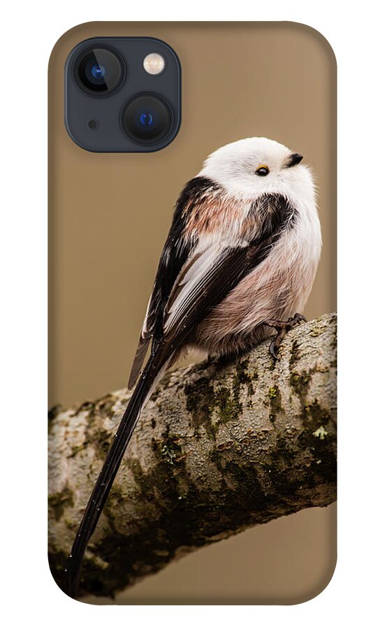 Long-tailed Tit iPhone 13 Case featuring the photograph Long-tailed tit on the oak branch by Torbjorn Swenelius