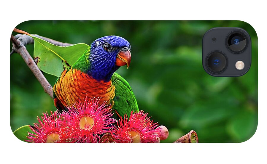 Photography iPhone 13 Case featuring the photograph Lorikeet and Gum Nut Blossoms by Kaye Menner by Kaye Menner