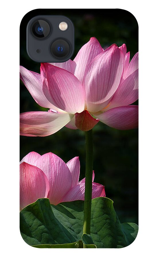 Nature iPhone 13 Case featuring the photograph Lotus Beauties--Upstaged DL048 by Gerry Gantt