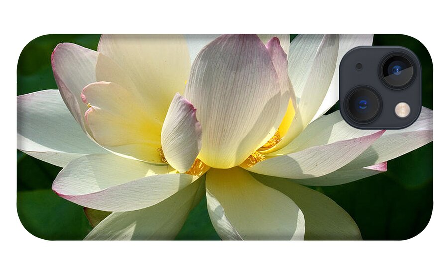 Nature iPhone 13 Case featuring the photograph Lotus Beauty--Disheveled DL061 by Gerry Gantt