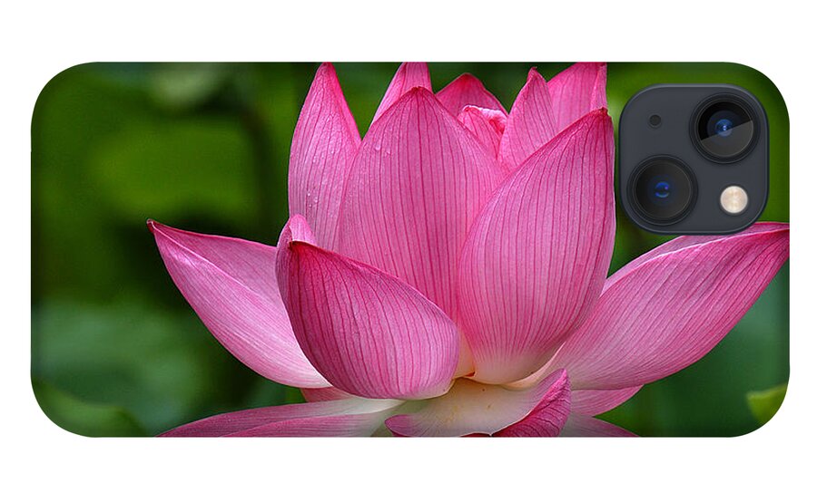 Nature iPhone 13 Case featuring the photograph Lotus--Shades of Past and Future DL029 by Gerry Gantt