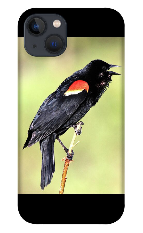 Red-winged Blackbird iPhone 13 Case featuring the photograph Love Song by Shane Bechler