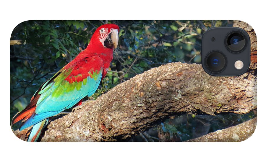 Macaw iPhone 13 Case featuring the photograph Macaw resting by Metaphor Photo