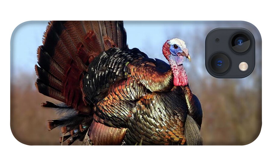 Wild Turkey iPhone 13 Case featuring the photograph Magnificent Wild Turkey Male by Lyuba Filatova