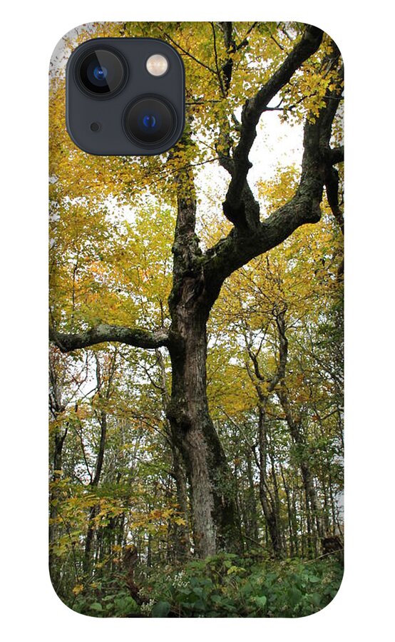 Tree iPhone 13 Case featuring the photograph Majestic Tree by Allen Nice-Webb