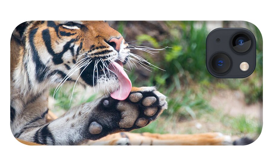 El Paso iPhone 13 Case featuring the photograph Malayan Tiger Grooming by SR Green