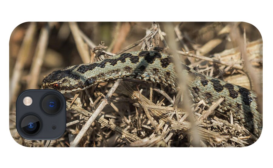 Adder iPhone 13 Case featuring the photograph Male Adder by Wendy Cooper