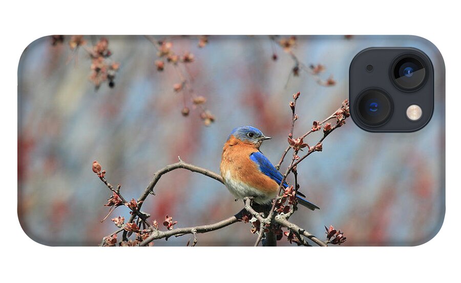 Bluebird iPhone 13 Case featuring the photograph Male Bluebird by Jackson Pearson