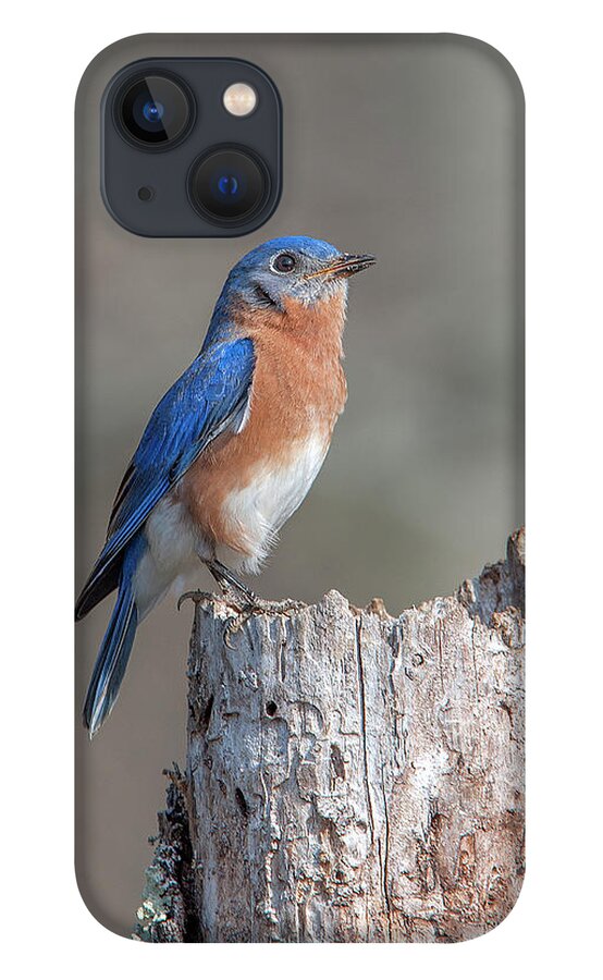 Nature iPhone 13 Case featuring the photograph Male Eastern Bluebird Singing DSB0287 by Gerry Gantt