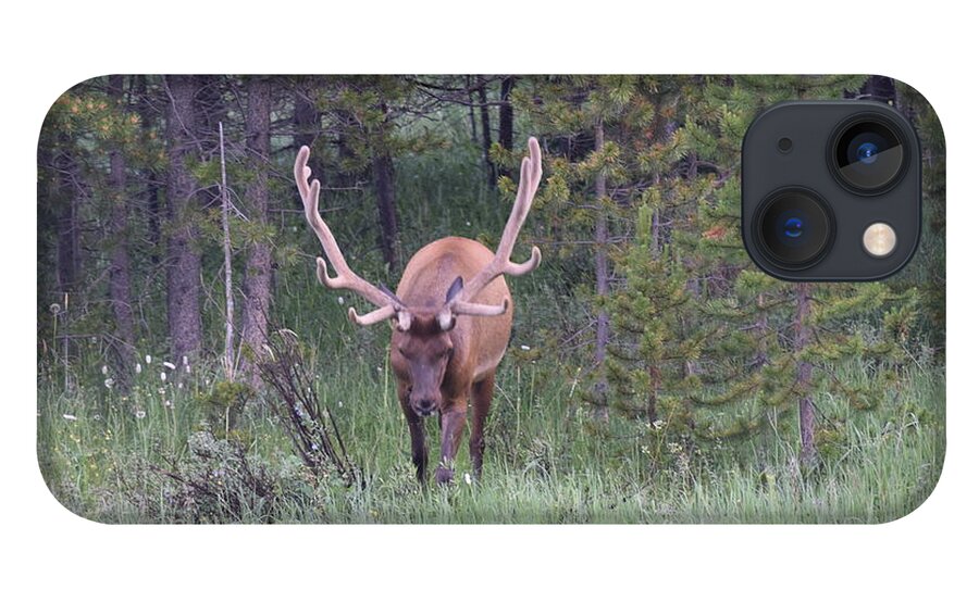 Animal iPhone 13 Case featuring the photograph Bull Elk RMNP CO #2 by Margarethe Binkley