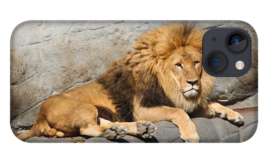 Adult iPhone 13 Case featuring the photograph Male Lion by Amanda Mohler