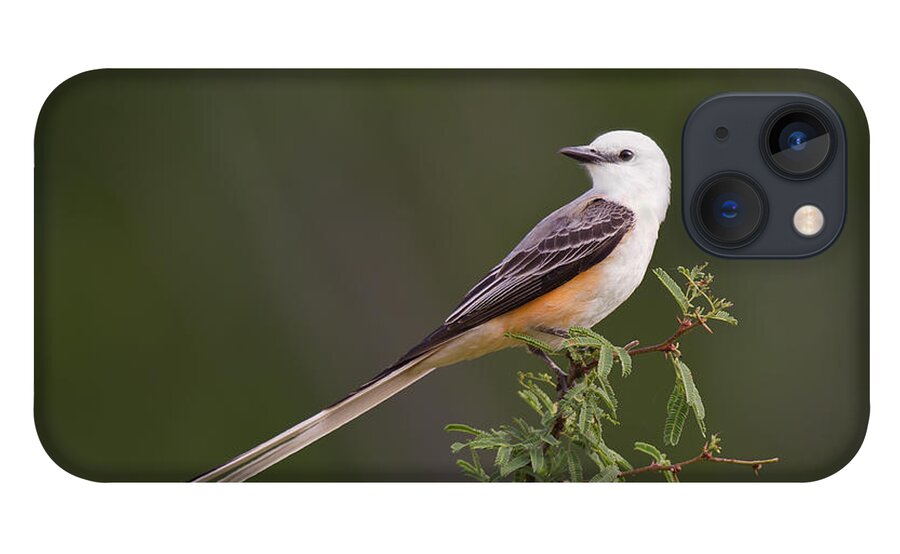 Dave Welling iPhone 13 Case featuring the photograph Male Scissor-tail Flycatcher Tyrannus Forficatus Wild Texas by Dave Welling