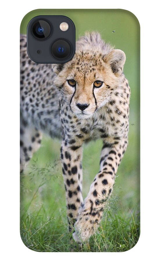 00761688 iPhone 13 Case featuring the photograph Masai Mara Cheetah Cub by Suzi Eszterhas