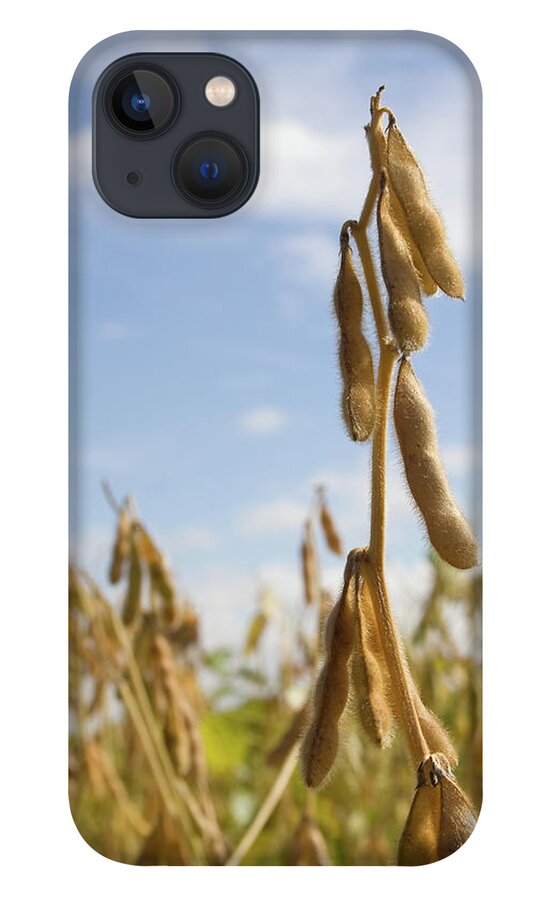 Maturing Soybeans iPhone 13 Case featuring the photograph Maturing Soybeans by Dylan Punke