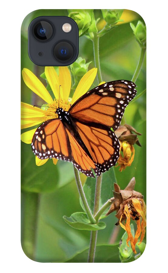 Monarch Butterfly iPhone 13 Case featuring the photograph Mighty Monarch  by Paula Guttilla